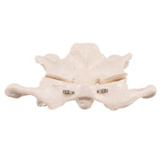 Replica Human Atlas and Axis