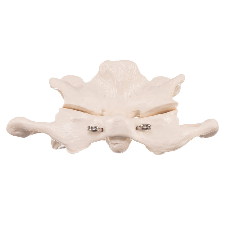 Replica Human Atlas and Axis