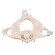 Replica Human Atlas and Axis