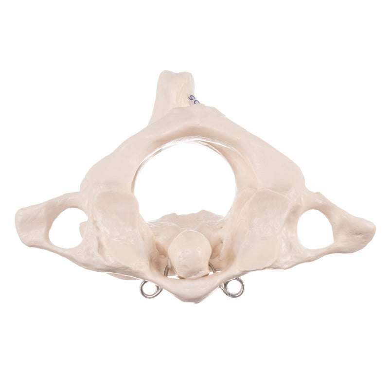 Replica Human Atlas and Axis