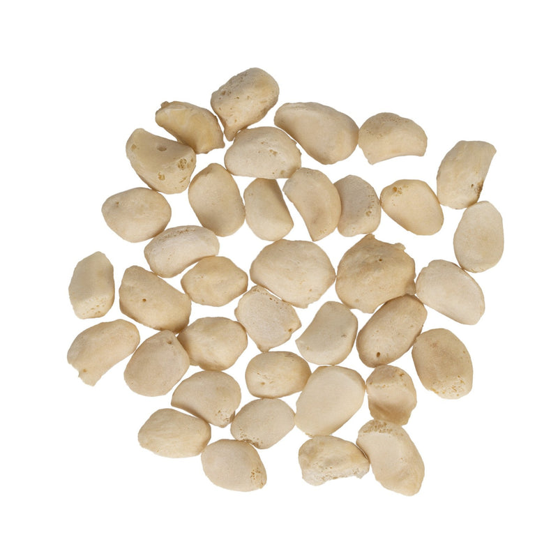 Real Human Sesamoid Bone Set