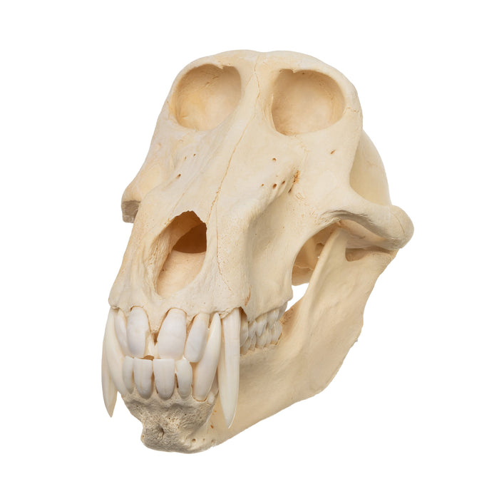 Real Chacma Baboon Skull - Male