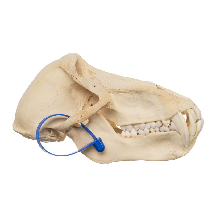 Real Chacma Baboon Skull - Male