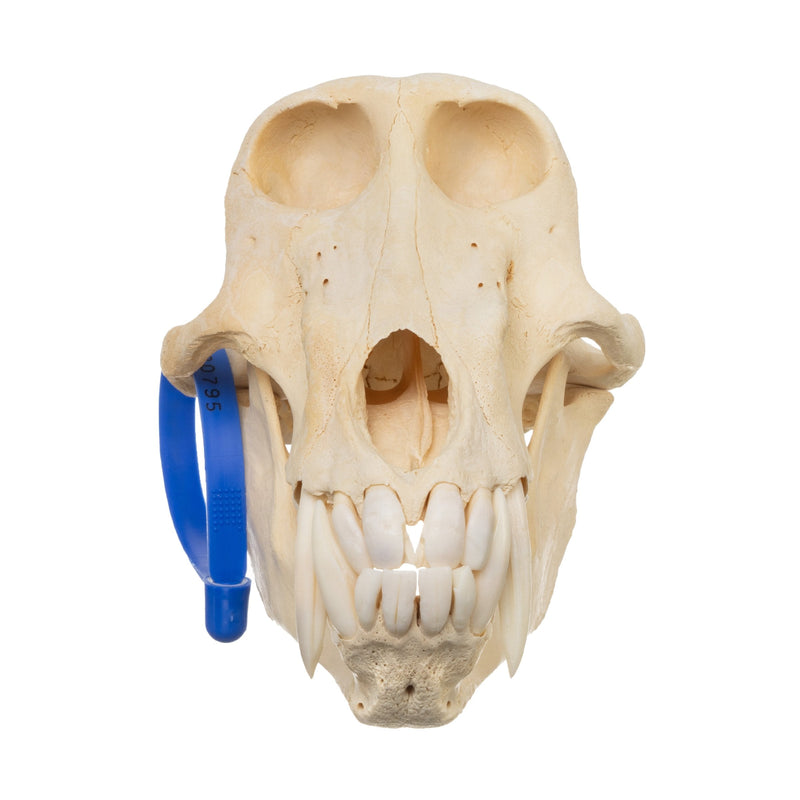 Real Chacma Baboon Skull - Male