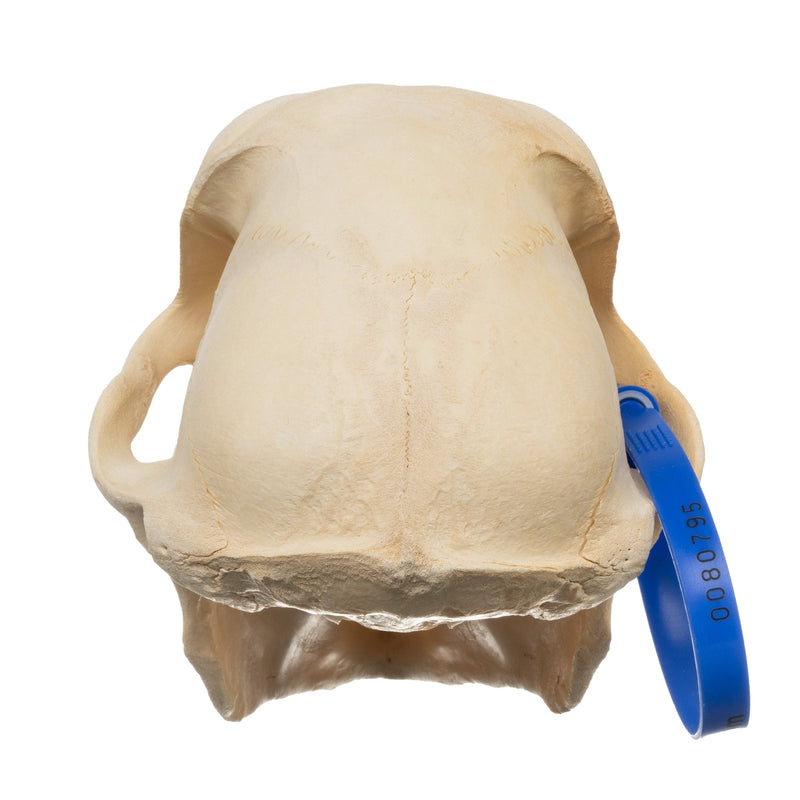 Real Chacma Baboon Skull - Male