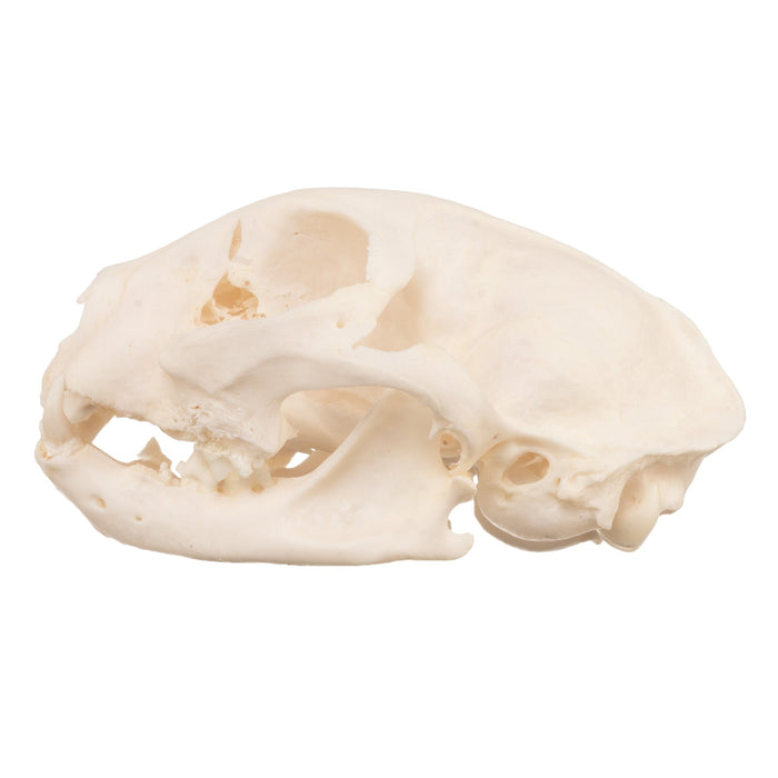Real Domestic Cat Skull - Pathology