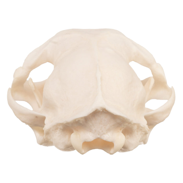 Real Domestic Cat Skull - Pathology