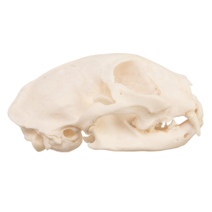 Real Domestic Cat Skull - Pathology