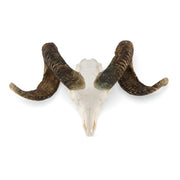 Real Merino Ram Skull - Premium