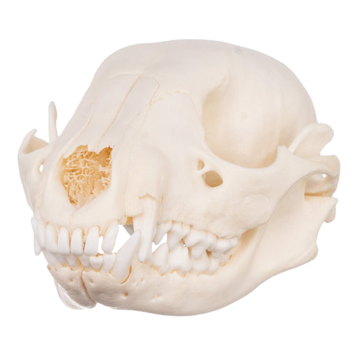 Real Raccoon Skull - Adolescent