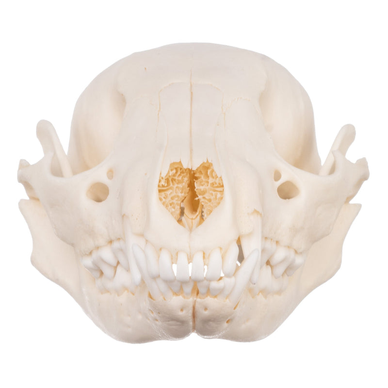 Real Raccoon Skull - Adolescent