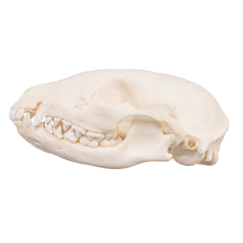 Real Raccoon Skull - Adolescent