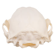 Real Raccoon Skull - Adolescent