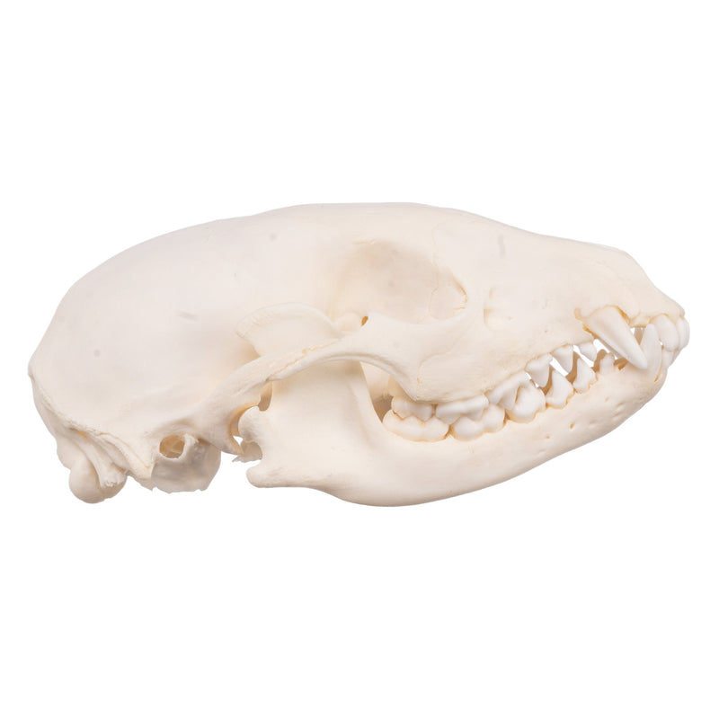Real Raccoon Skull - Adolescent