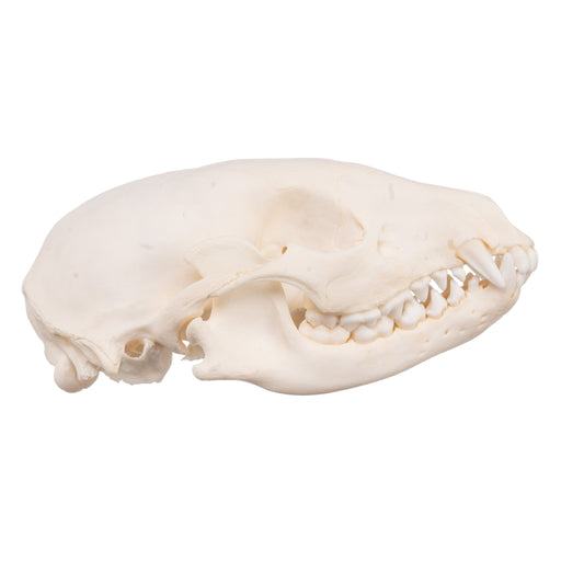 Real Raccoon Skull - Adolescent