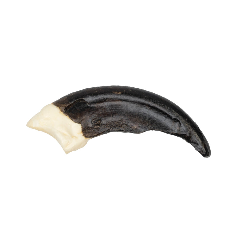 Replica Komodo Dragon Claw