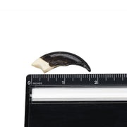 Replica Komodo Dragon Claw