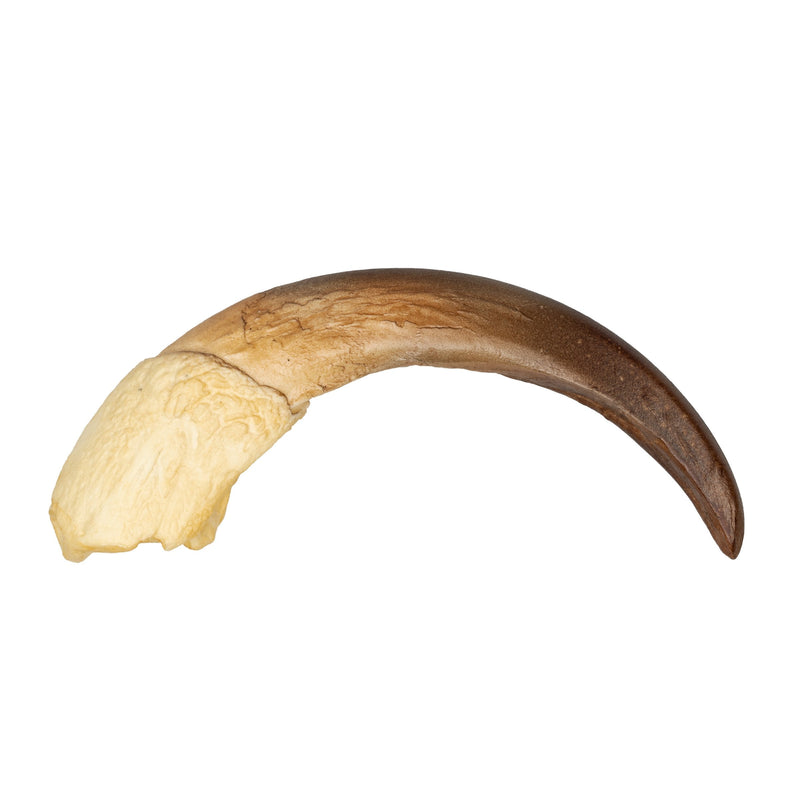 Replica Giant Anteater Claw
