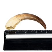 Replica Giant Anteater Claw