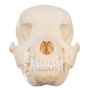 Real Domestic Dog Skull - Schnauzer Puppy