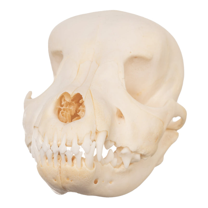 Real Domestic Dog Skull - Schnauzer Puppy