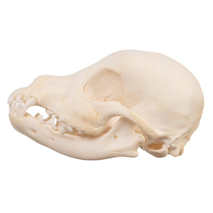 Real Domestic Dog Skull - Schnauzer Puppy