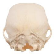 Real Domestic Dog Skull - Schnauzer Puppy