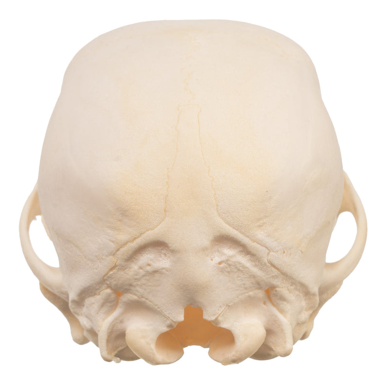 Real Domestic Dog Skull - Schnauzer Puppy