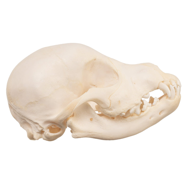 Real Domestic Dog Skull - Schnauzer Puppy