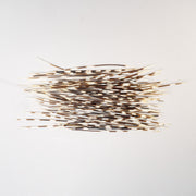 Real Bag-O-Porcupine Quills - Large