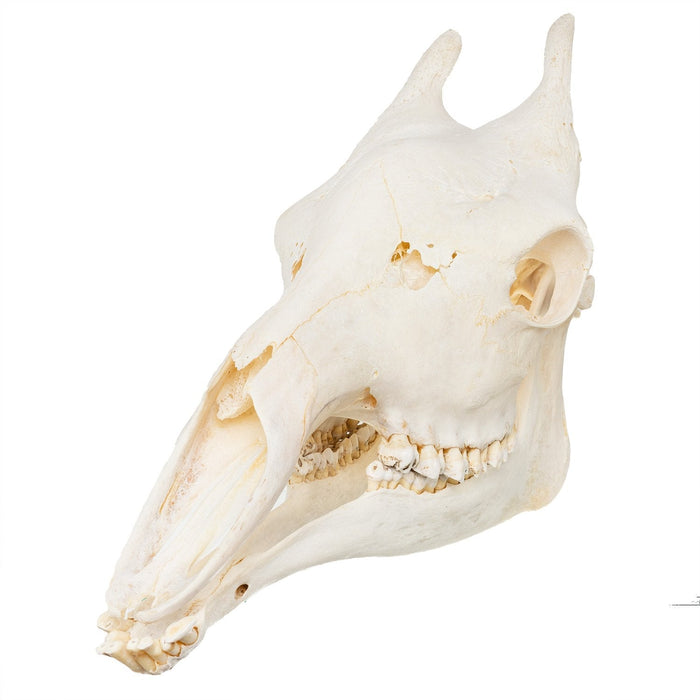 Real Giraffe Skull