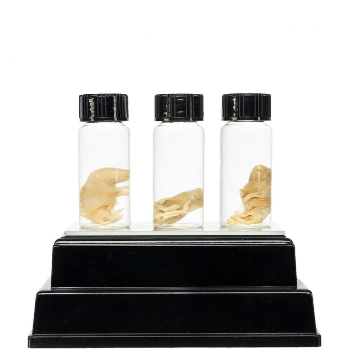 Real Pinky Mouse Wet Specimen - Single