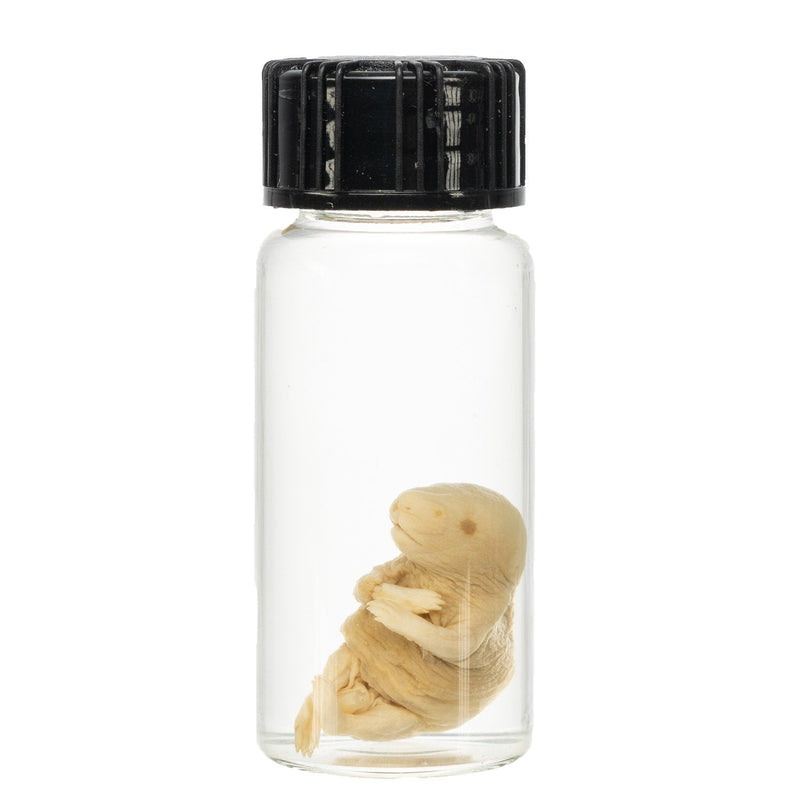 Real Pinky Mouse Wet Specimen - Single