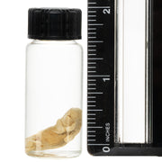 Real Pinky Mouse Wet Specimen - Single