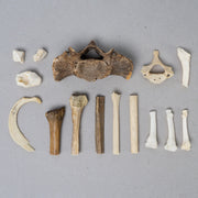 Real Search & Rescue Dog Cadaver Training Bones