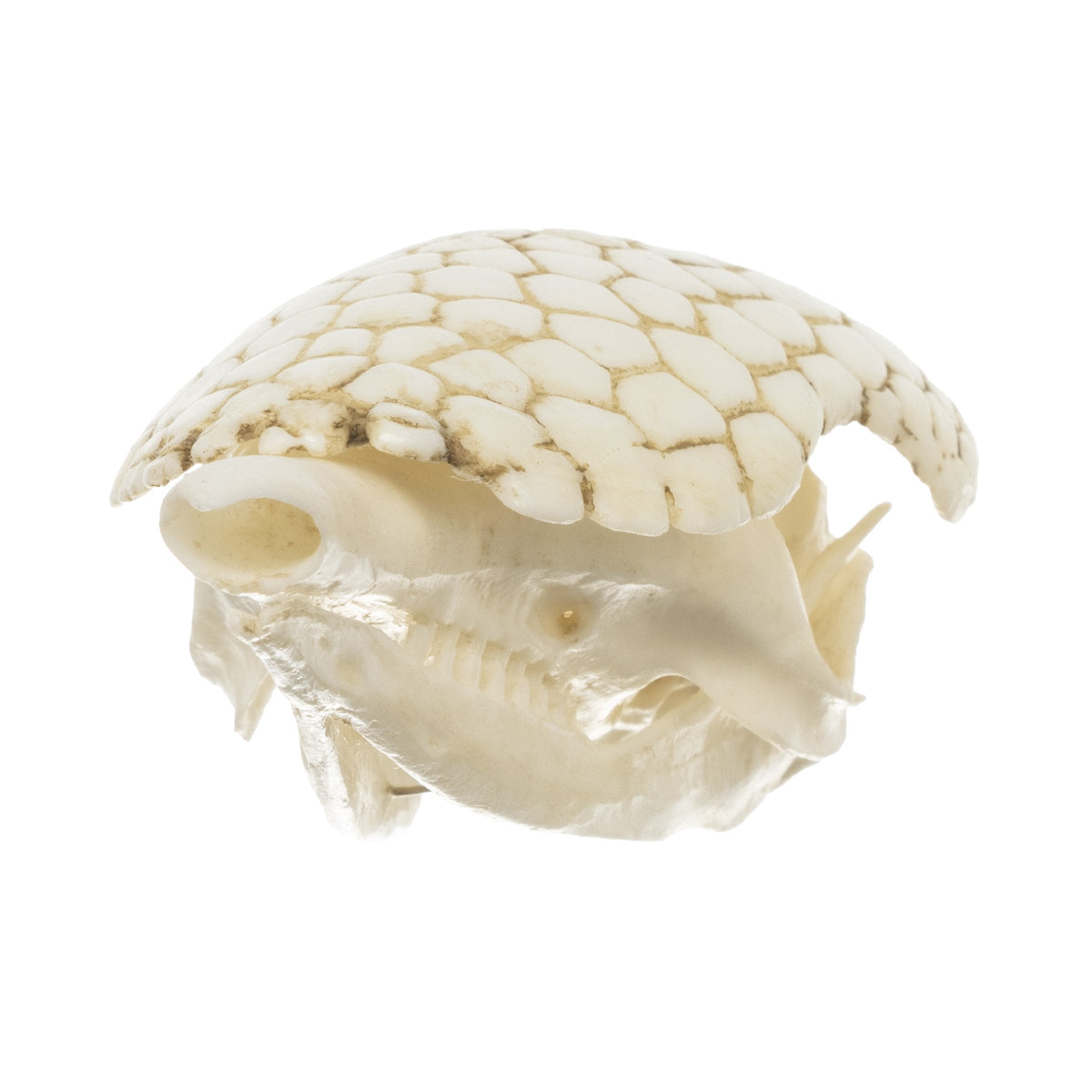 Replica Nine-banded Armadillo Skull For Sale — Skulls Unlimited