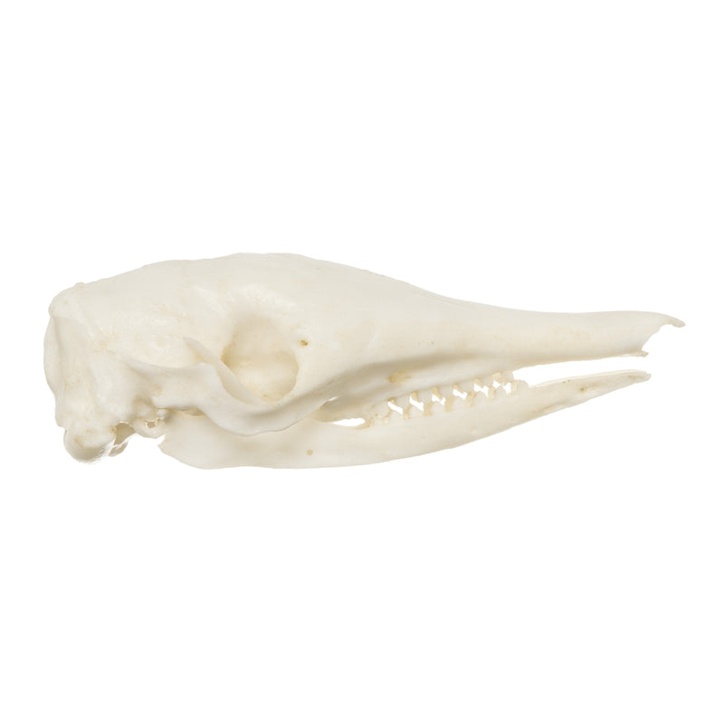 Replica Nine-banded Armadillo Skull