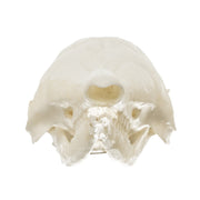 Replica Nine-banded Armadillo Skull