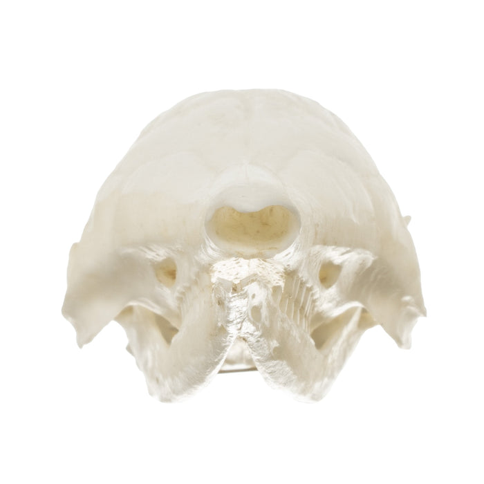 Replica Nine-banded Armadillo Skull