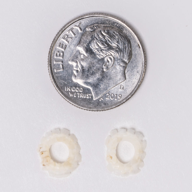 Real Lizard Sclerotic Ossicle Pair