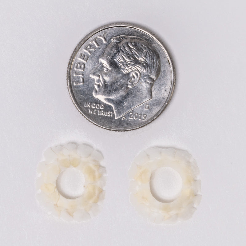 Real Lizard Sclerotic Ossicle Pair