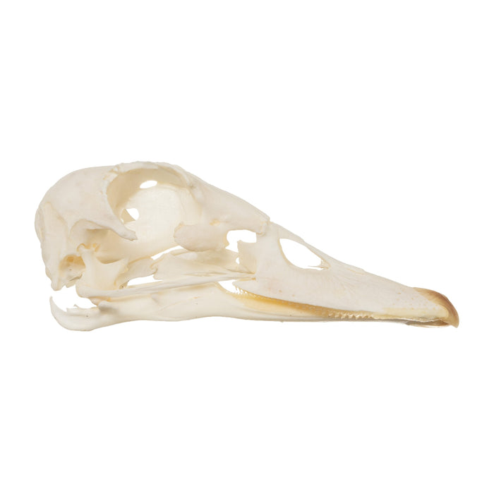 Real Muscovy Duck Skull