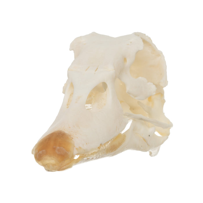 Real Muscovy Duck Skull