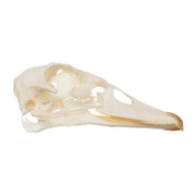 Real Muscovy Duck Skull