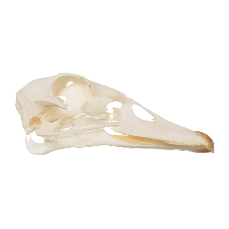 Real Muscovy Duck Skull