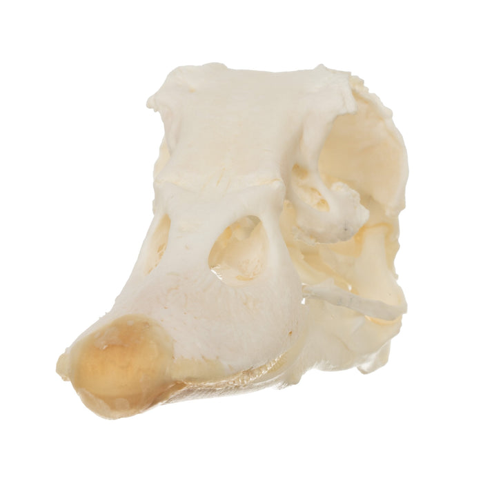 Real Muscovy Duck Skull