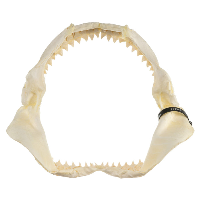 Real Pigeye Shark Jaw