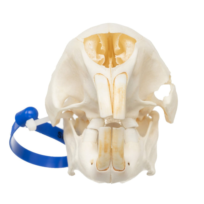Real Cape Porcupine Skull