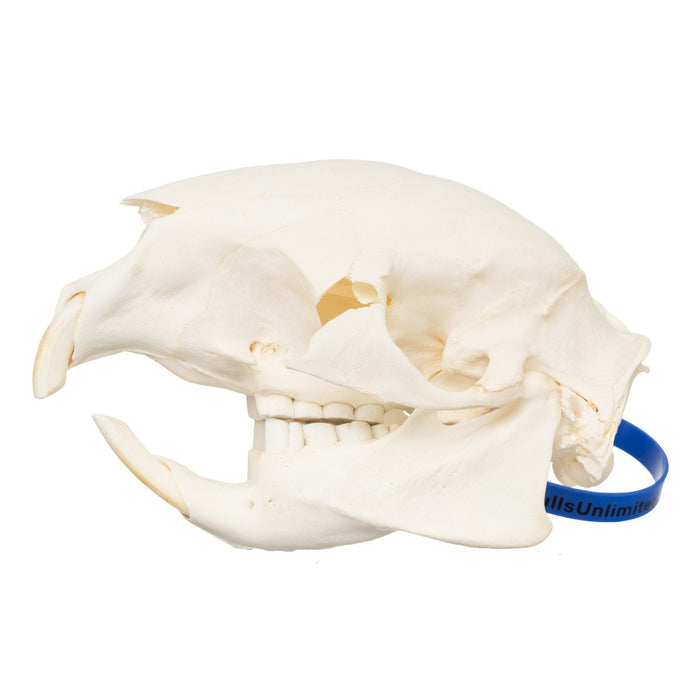 Real Cape Porcupine Skull