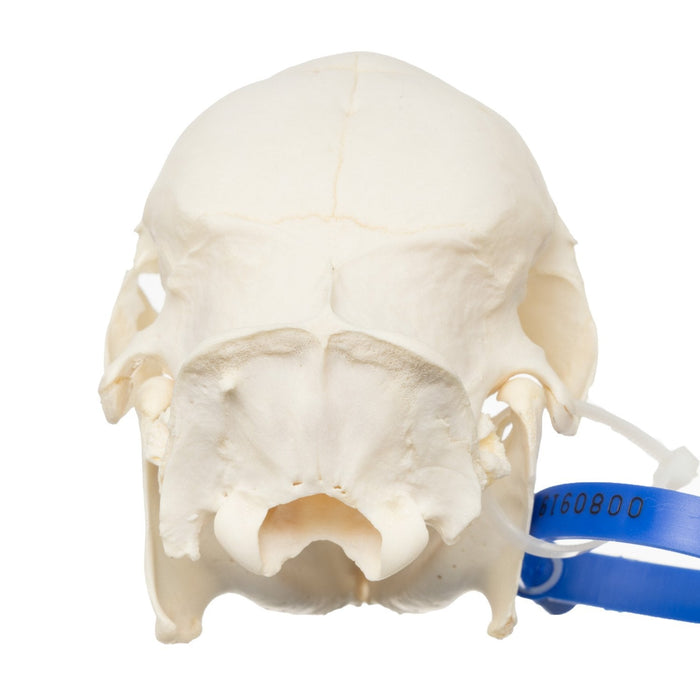 Real Cape Porcupine Skull